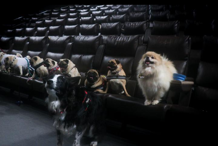CineSystem cria sessões de filmes completamente petfriendly - legadoplus