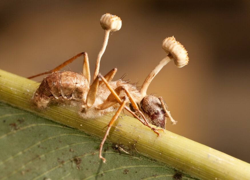 Formiga sendo atacada pelo fungo Cordyceps - legadoplus